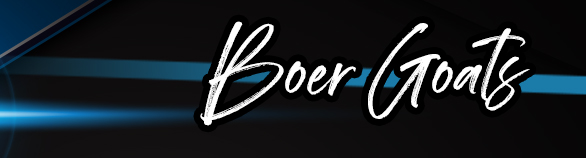Boer Goats